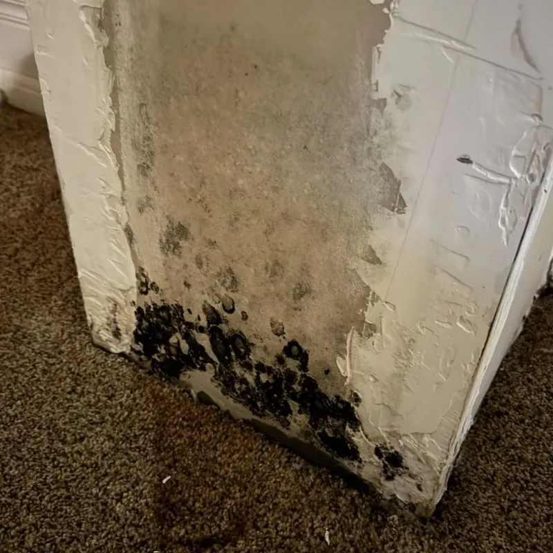 Professional Mold Removal in Mountain Home, AR